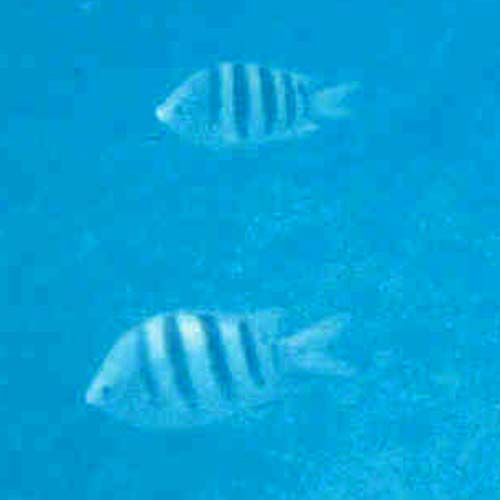 77snorkel34