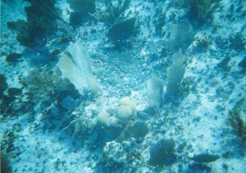 83snorkel21