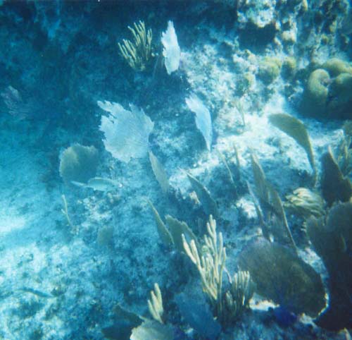 84snorkel22