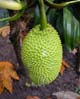 22breadfruit6729