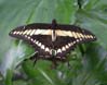 28butterfly6732