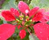30poinsettia6740