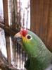 34parrot6747