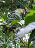 37parrot6750