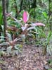 40rainforest6760