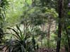 42rainforest6757