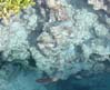65cozumelfish6799