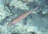 66cozumelfish6798