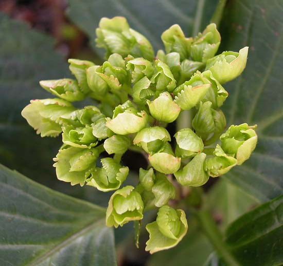 007greenflower6869