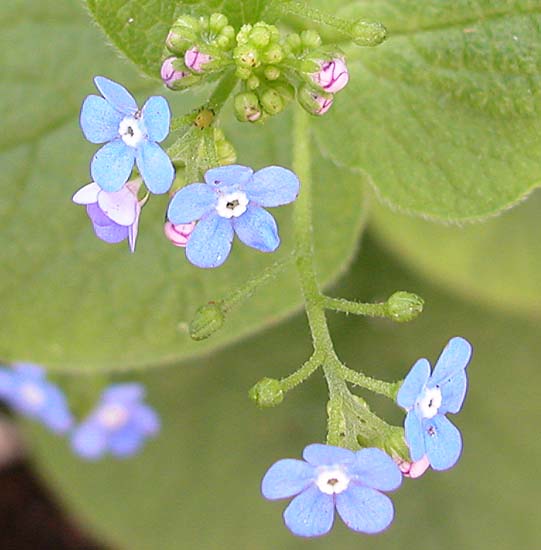 009bluflower6867
