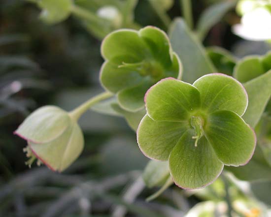 013greenflower6871