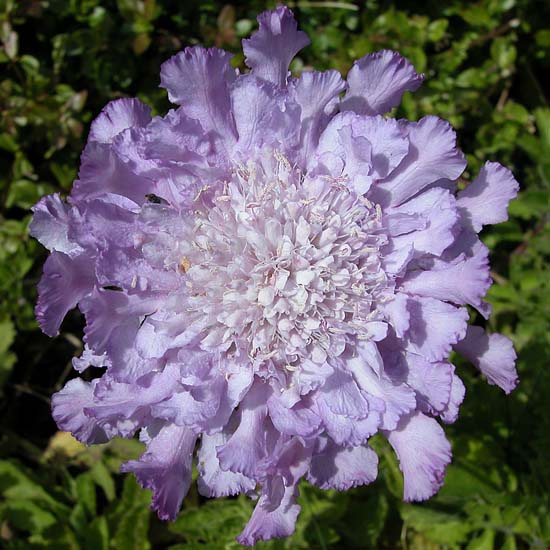 021purple6882