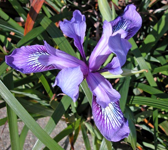 070iris6948