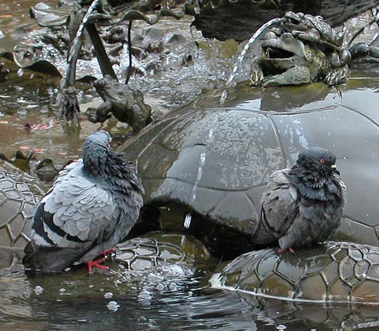 087pidgeons6976