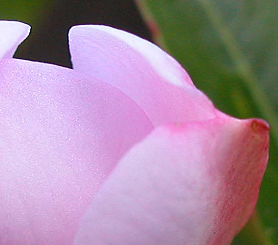 097fleur6988