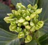 007greenflower6869