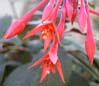 008redtrumpet6868