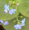 009bluflower6867