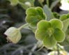 013greenflower6871