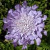 021purple6882