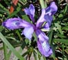 070iris6948