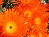 073orangeflr6951