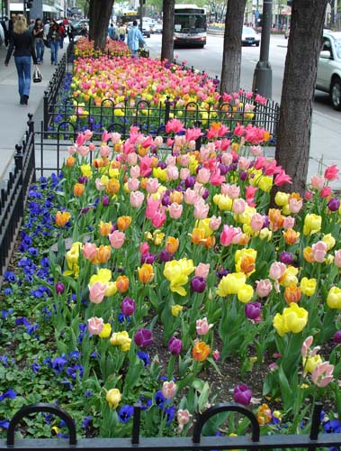 09flowers0577