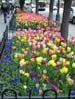 09flowers0577