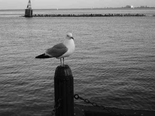 10navypier0666
