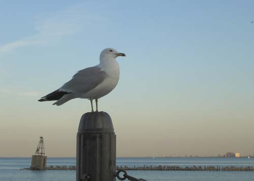 10navypier0668