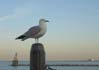 10navypier0668