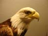 11eagle0699