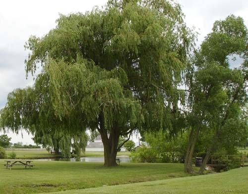 18amishpond0932
