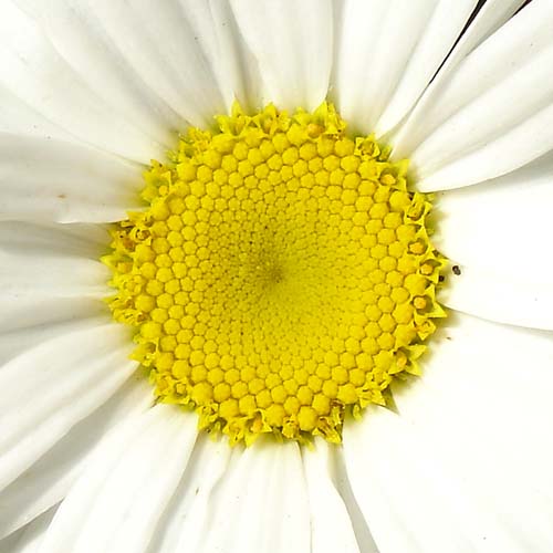 21daisy1001