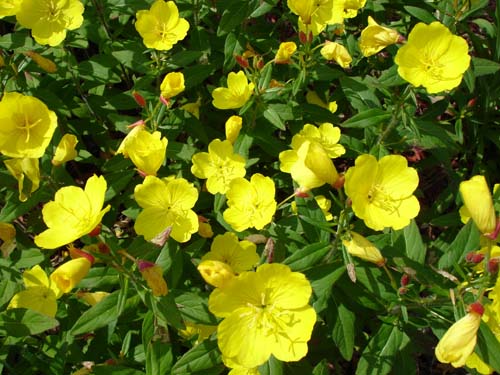 21yellowflowers1003