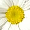 21daisy1001