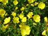 21yellowflowers1003