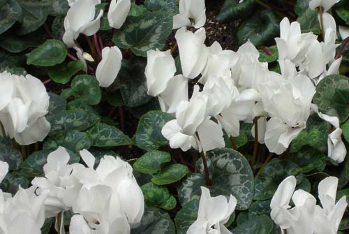 17cyclamen00060
