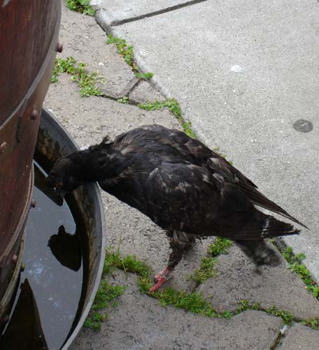 17pigeon00070