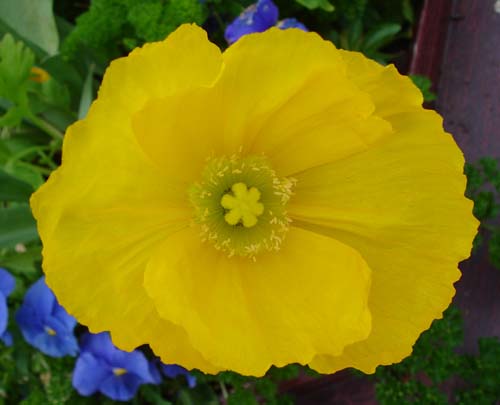 17yellow0065