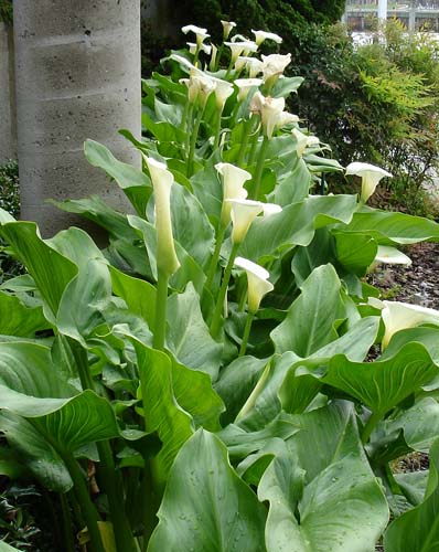 19callas0126
