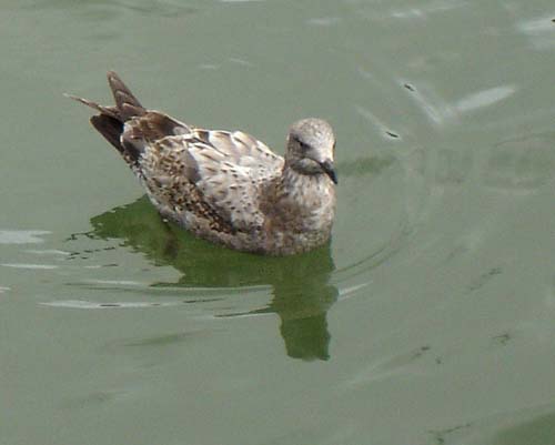 19gull00125
