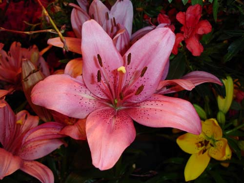 23lily00222