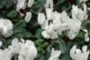 17cyclamen00060