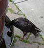 17pigeon00070