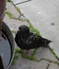 17pigeon0067