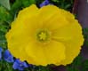 17yellow0065