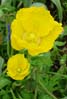 17yellowflowers0066