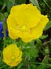 17yellowflowers0071