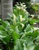 19callas0126